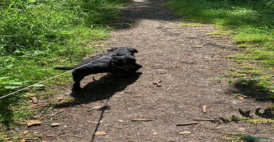 Patterdale Terrier dogs - Advert 6