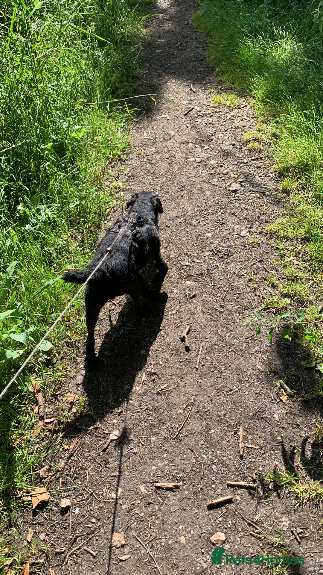 Patterdale Terrier dogs for sale: Patterdale  - Image 2