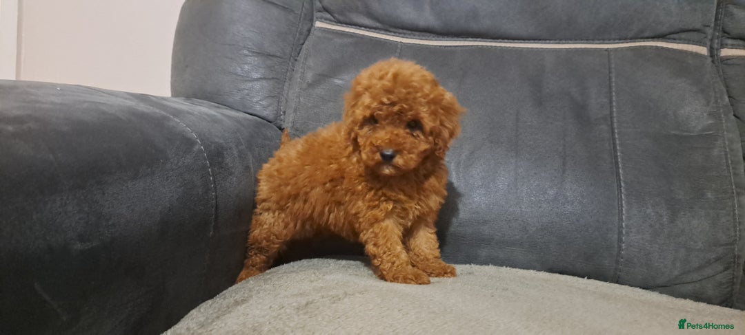 Toy Poodle dogs for sale: Toy poodle - Advert 5