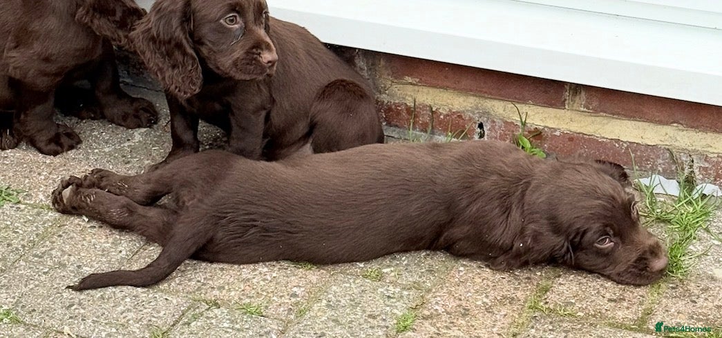 Cocker Spaniel dogs for sale: Cocker spaniel puppies  - Advert 4