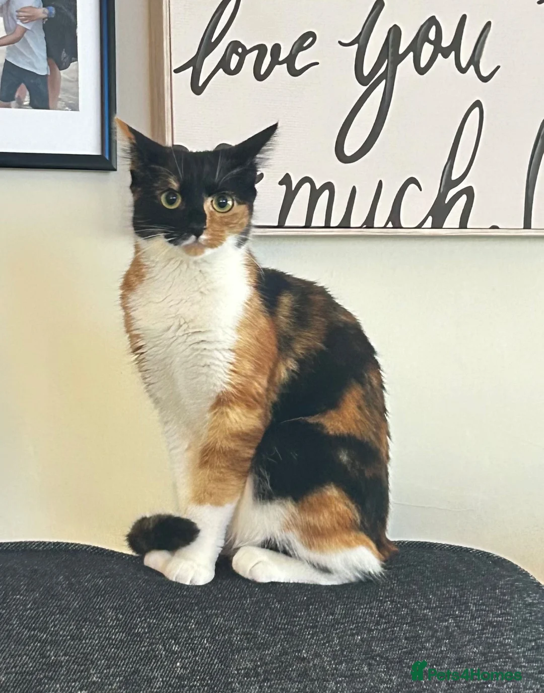 Mixed Breed cats for sale: Rehoming female kitten in Newport - Advert 2