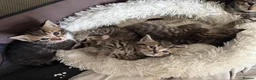 Mixed Breed cats for sale: Beautiful tabby kittens - Advert 18