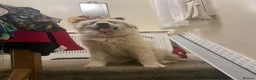 Pyrenean Mountain Dog dogs for sale: Pyreneese mountain dog pedigree  - Advert 4
