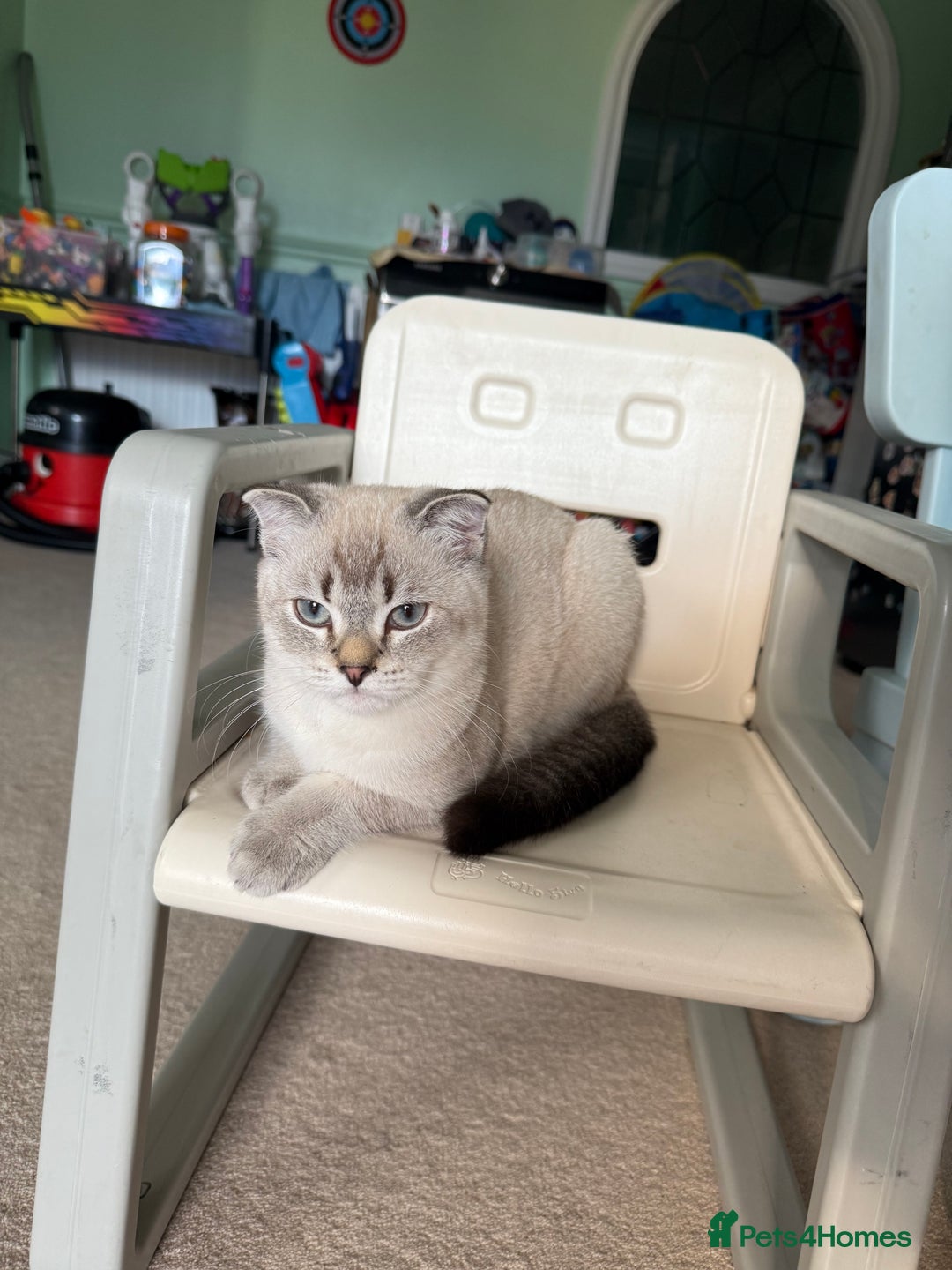 Scottish Fold cats for sale: British Shorthair and Scottish Fold - Image 17