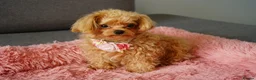 Maltipoo dogs for sale: Small F1 Asian Maltipoo female for sale - Advert 3
