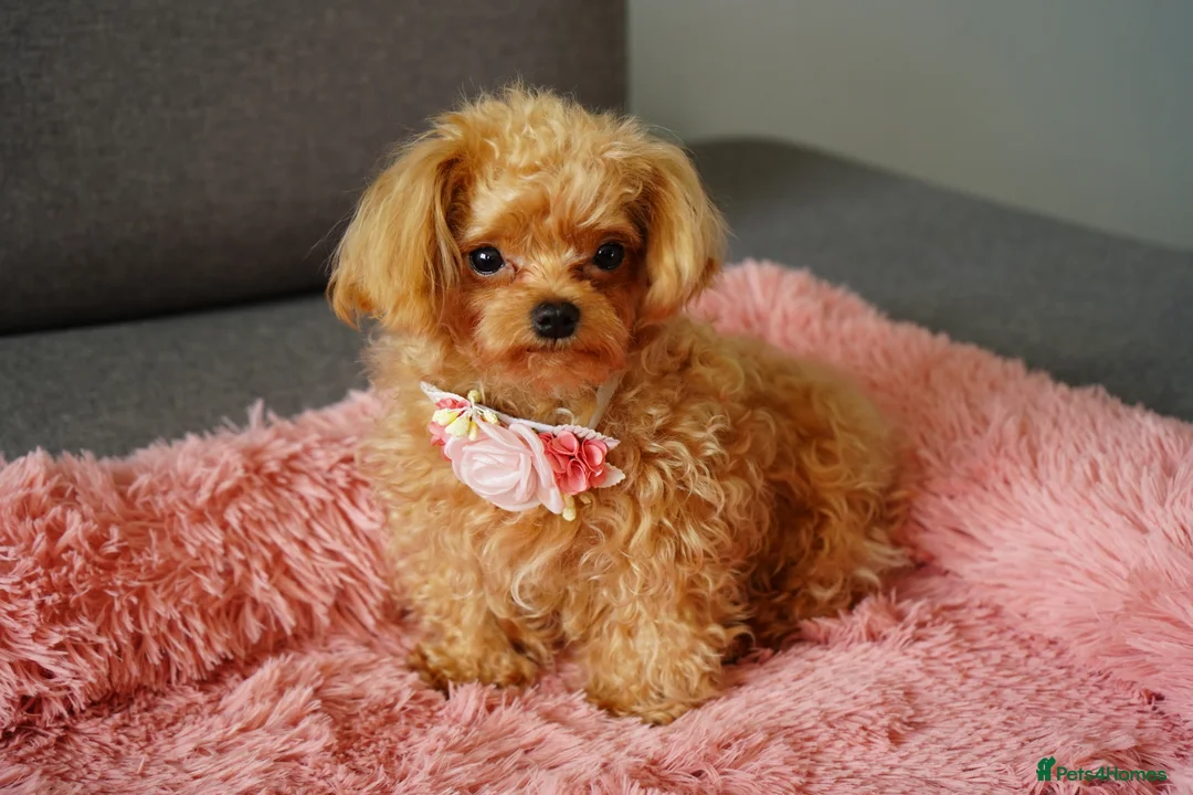 Maltipoo dogs for sale: Small F1 Asian Maltipoo female for sale - Advert 3