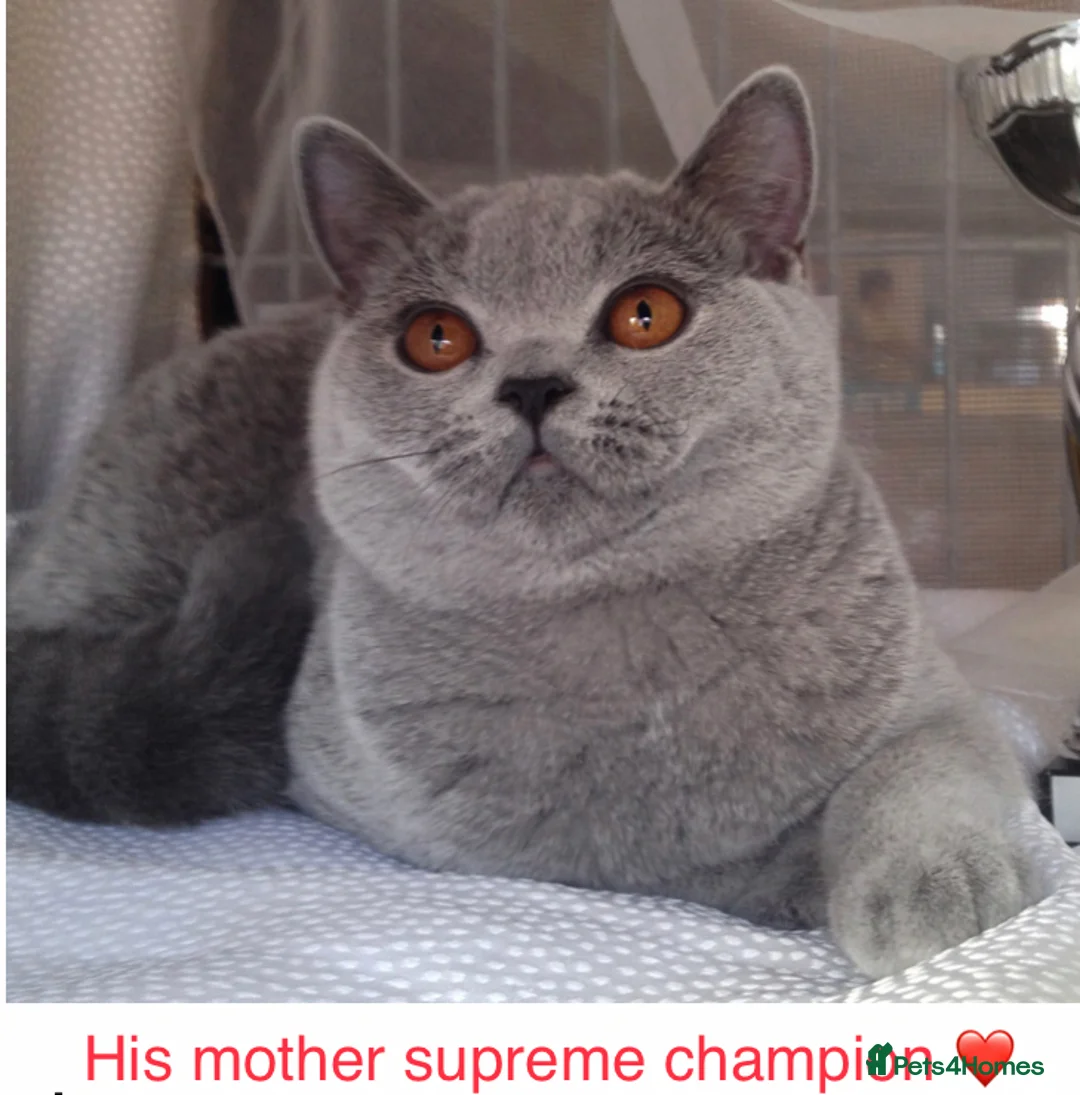 British Shorthair cats for stud: 💙 BEAUTIFUL BLUE STUDS EAST MIDS TICA GCCF 💙 in Derby - Advert 4