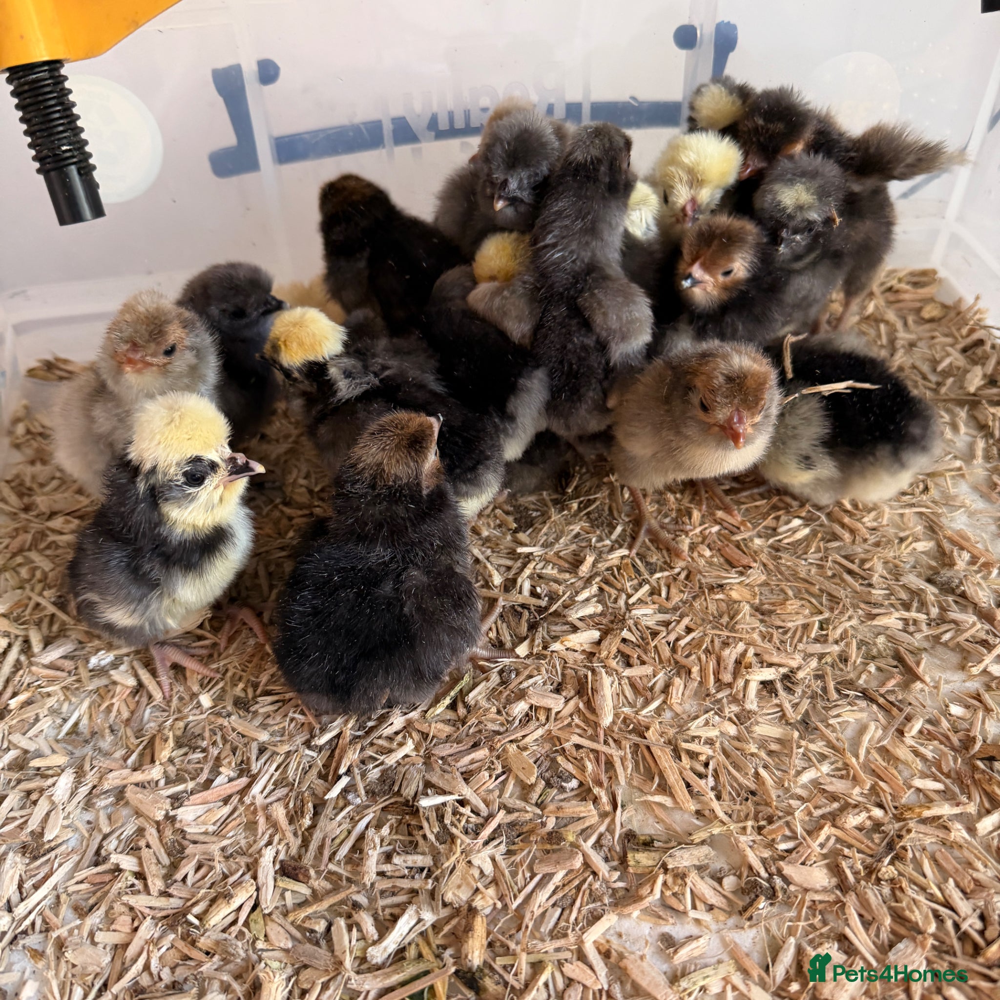 Chickens poultry Polish chicks  - Advert 1