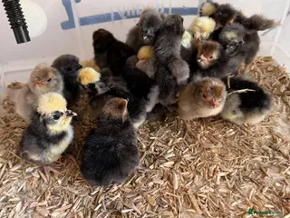 Chickens poultry for sale: Polish chicks - Advert 2