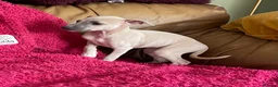 Mixed Breed dogs for sale: Stunning Wiggy’s Italian greyhound x whippet  - Advert 28