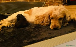 Cocker Spaniel dogs for sale: ❤️ Beautiful cocker spaniel puppies for sale ❤️ - Image 11