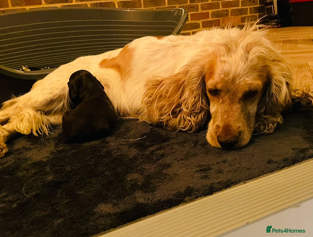 Cocker Spaniel dogs for sale: ❤️ Beautiful cocker spaniel puppies for sale ❤️ - Image 11