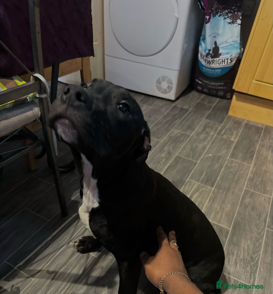 American Bull Staffy dogs for sale: american staffordshire for sale  - Image 3