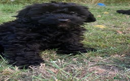 Cockapoo dogs for sale: Cockapoo Puppies - Advert 16