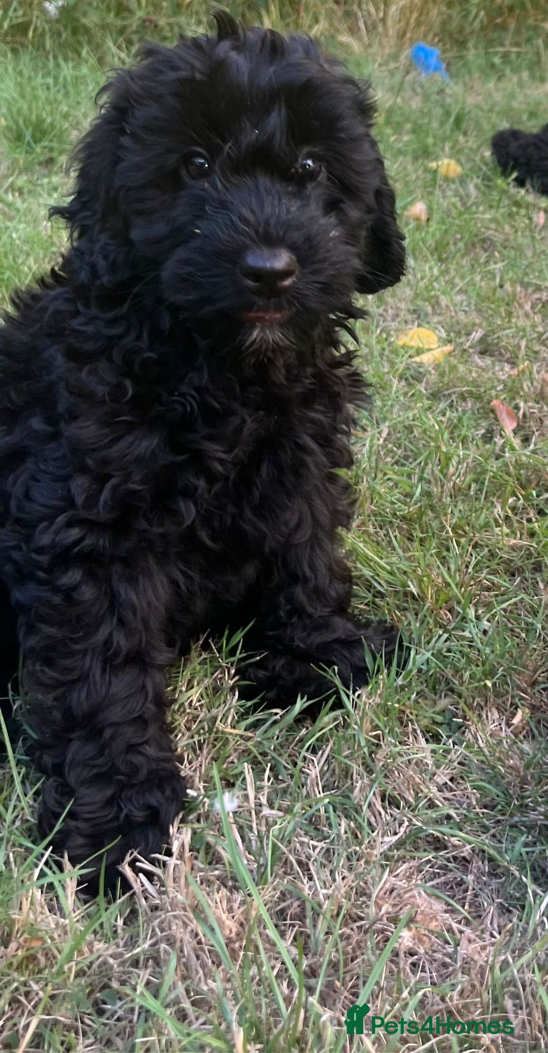 Cockapoo dogs for sale: Cockapoo Puppies - Advert 16