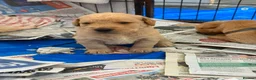Labrador Retriever dogs for sale: Labrador Puppies Looking For Their Forever Homes  - Advert 33