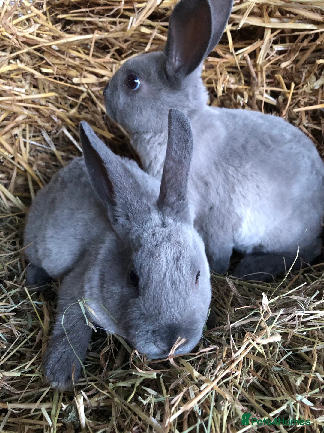Rex rabbits for sale: Beautiful purebred velvet mini Rex rabbits 🐰🌿 - Advert 3