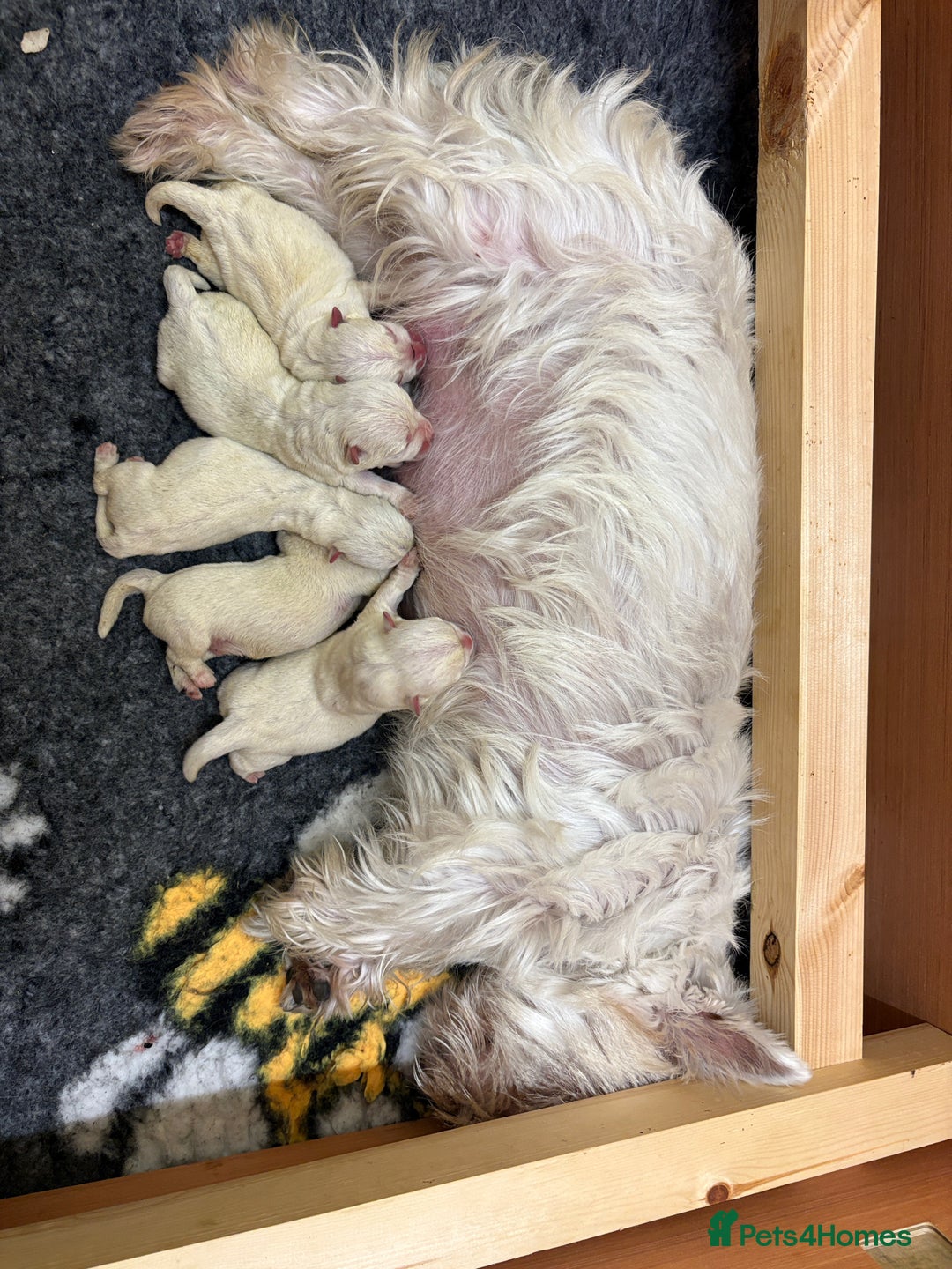 West Highland Terrier dogs for sale: Winsome Westies from a 5 Star Registered Breeder  - Advert 2