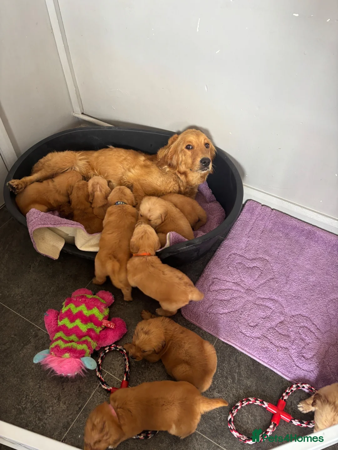 Golden Retriever dogs for sale: Beautiful golden retriever puppies  - Advert 1