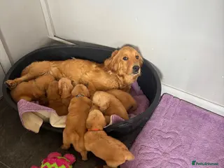 Golden Retriever dogs Beautiful golden retriever puppies - Advert 1