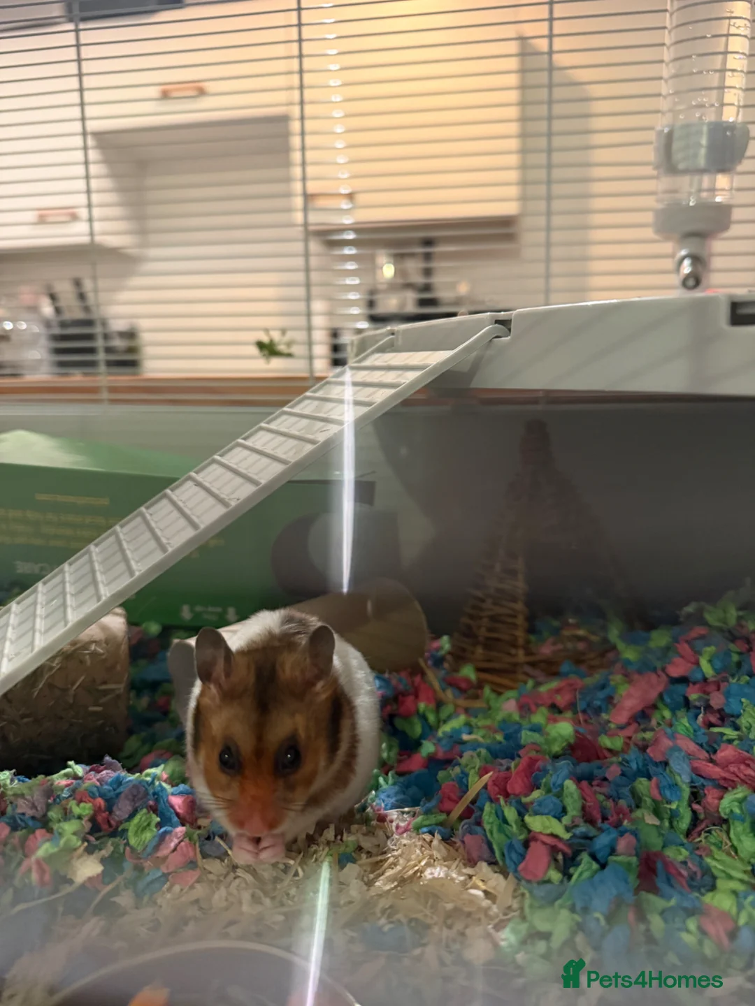 Hamster rodents for sale: Syrian hamster  - Advert 1