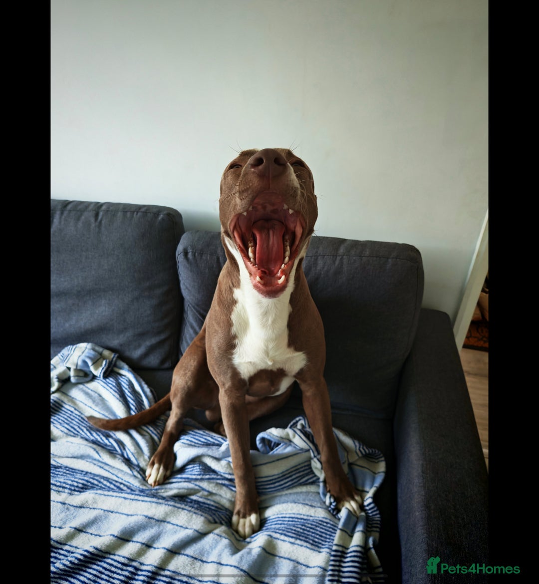 Mixed Breed dogs for sale: Staffordshire bull terrier X lurcher cross - Advert 6