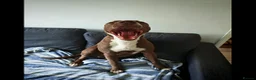 Mixed Breed dogs for sale: Staffordshire bull terrier cross - Advert 7