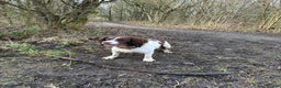 English Springer Spaniel dogs for stud: English springer spaniel *Proven* in Durham - Advert 5