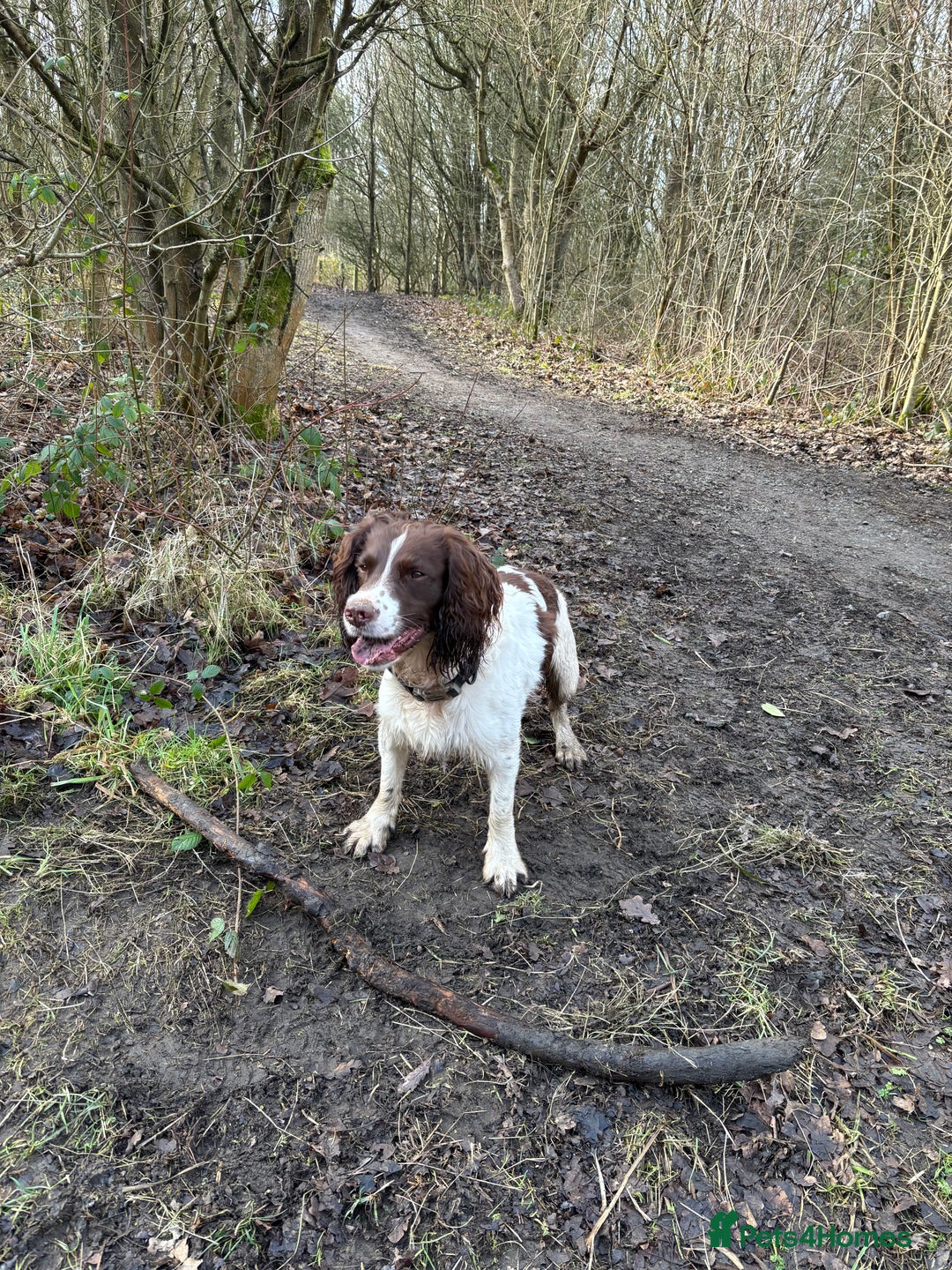 English Springer Spaniel dogs for stud: English springer spaniel *Proven* in Durham - Advert 5