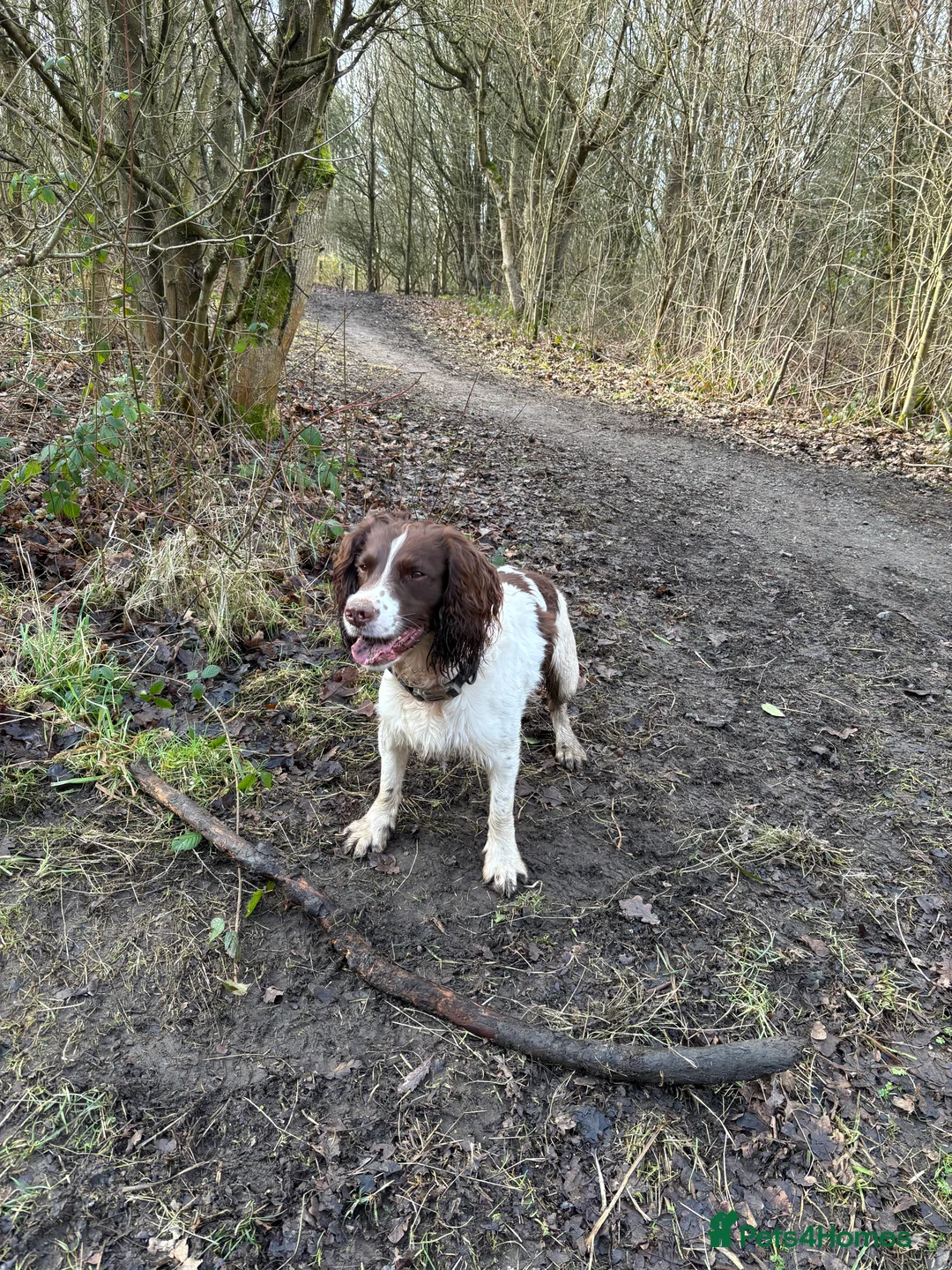 English Springer Spaniel dogs for stud: English springer spaniel  for stud *Proven* in Durham - Advert 5