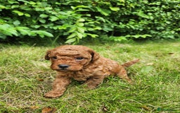Toy Poodle dogs for sale: 🐩 KC Registered Toy Poodles 🐩 - Image 3