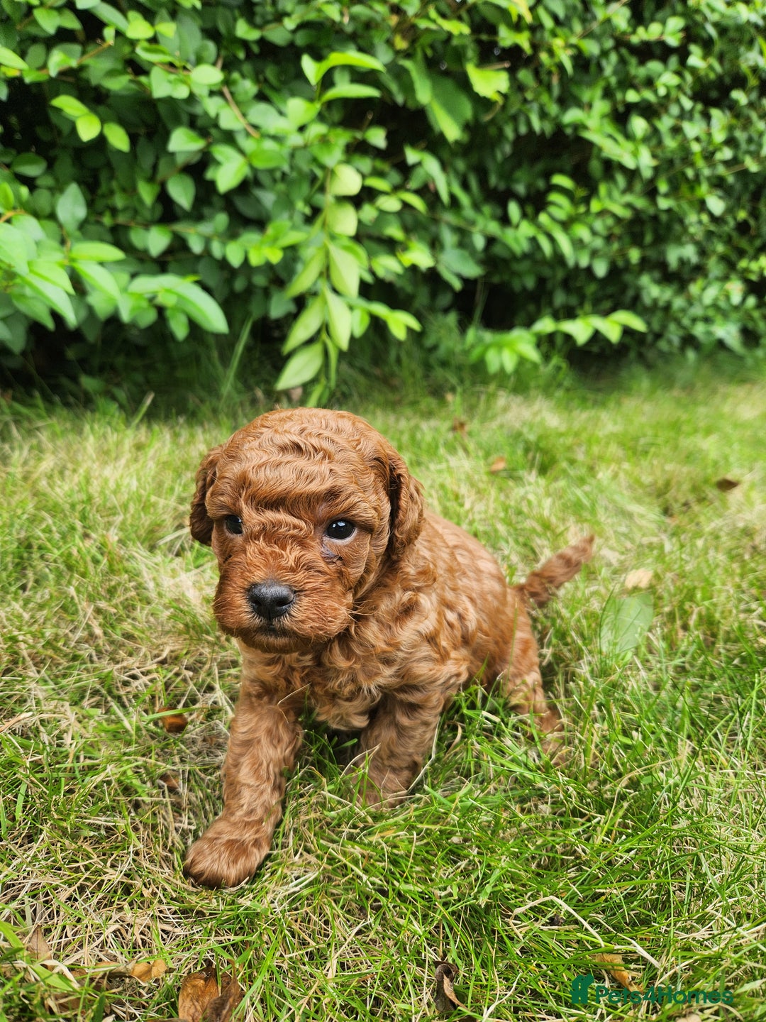 Toy Poodle dogs for sale: 🐩 KC Registered Toy Poodles 🐩 - Image 3