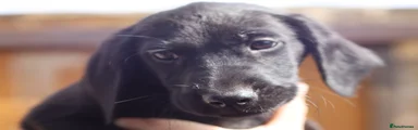 Labrador Retriever 9