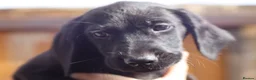 Labrador Retriever dogs for sale: KC Labrador Pups now ready to leave  - Advert 10