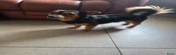 Chiweenie dogs for sale: Lovely 3 year old Diego for Rehoming 🐾💙 - Advert 6