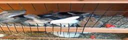 English rabbits for sale: Very nice  in Boston - Advert 6