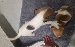 Jack Russell dogs for sale: Jack russell pups  - Image 10