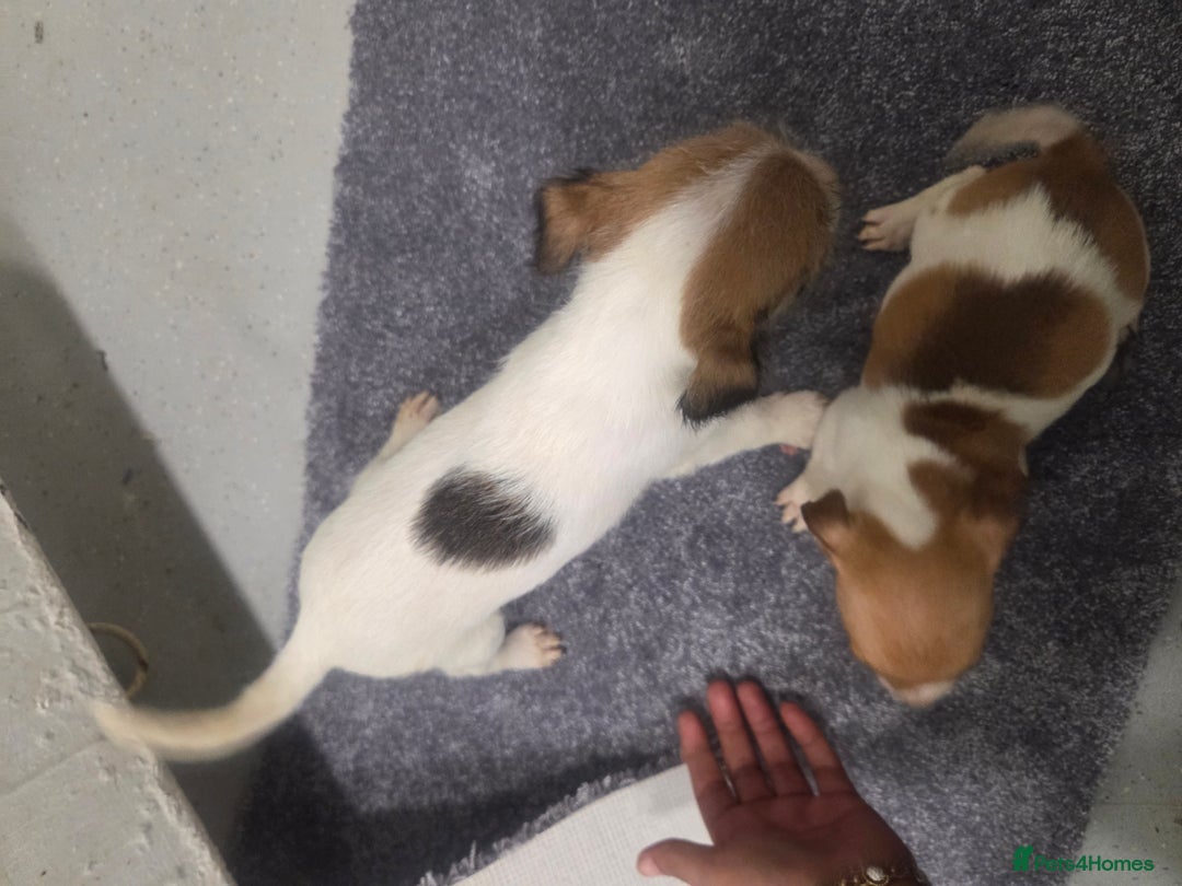 Jack Russell dogs for sale: Jack russell pups  - Image 10