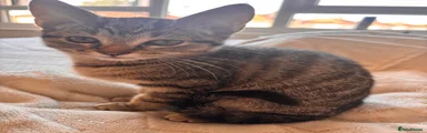 tabby male 2