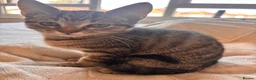 Mixed Breed cats for sale: tabby’s and tuxedo kittens - Advert 13