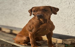 Labrador Retriever dogs for stud: Stud Dog – Jura (Morar’s Extravagance) Fox Red - Image 4