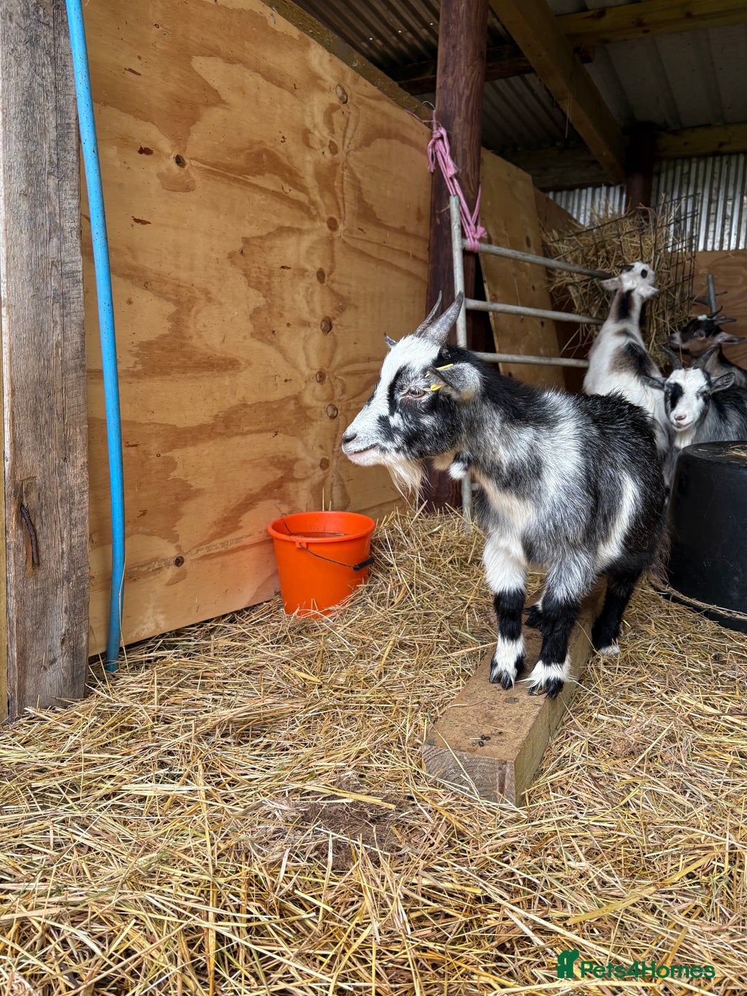 Goats livestock for sale: 2 Pygmy goats looking for new pastures. - Image 6