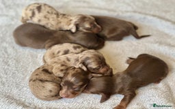 Miniature Dachshund dogs for sale: Long haired dachshunds  - Image 8