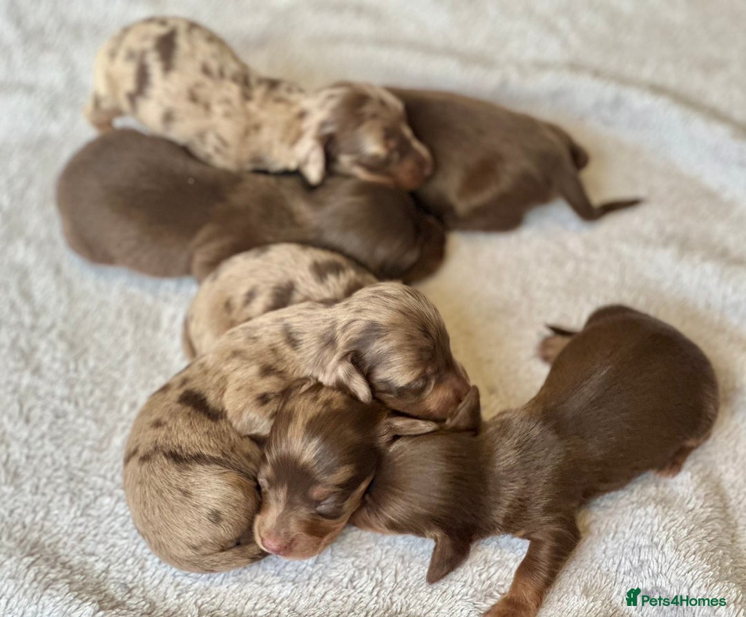 Miniature Dachshund dogs for sale: Long haired dachshunds  - Image 8
