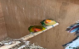 Budgerigars birds for sale: Dutch ressive pieds & love birds  - Image 6