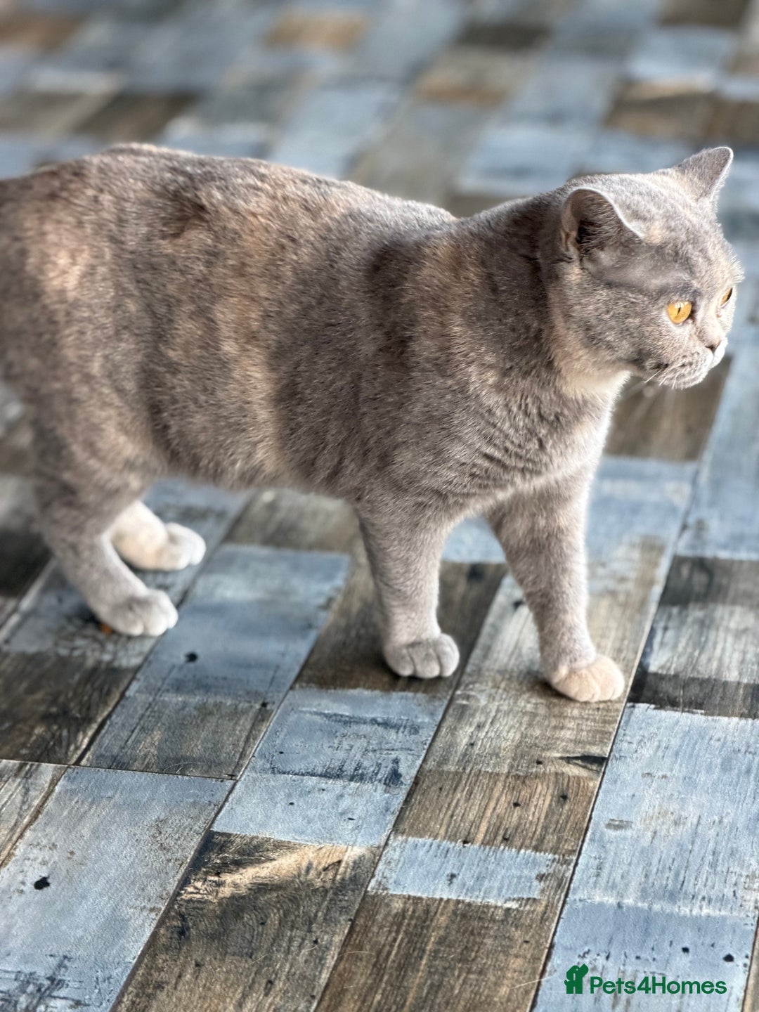 British Shorthair cats for sale: British shorthair red boy and blue -white GCCF  - Image 3