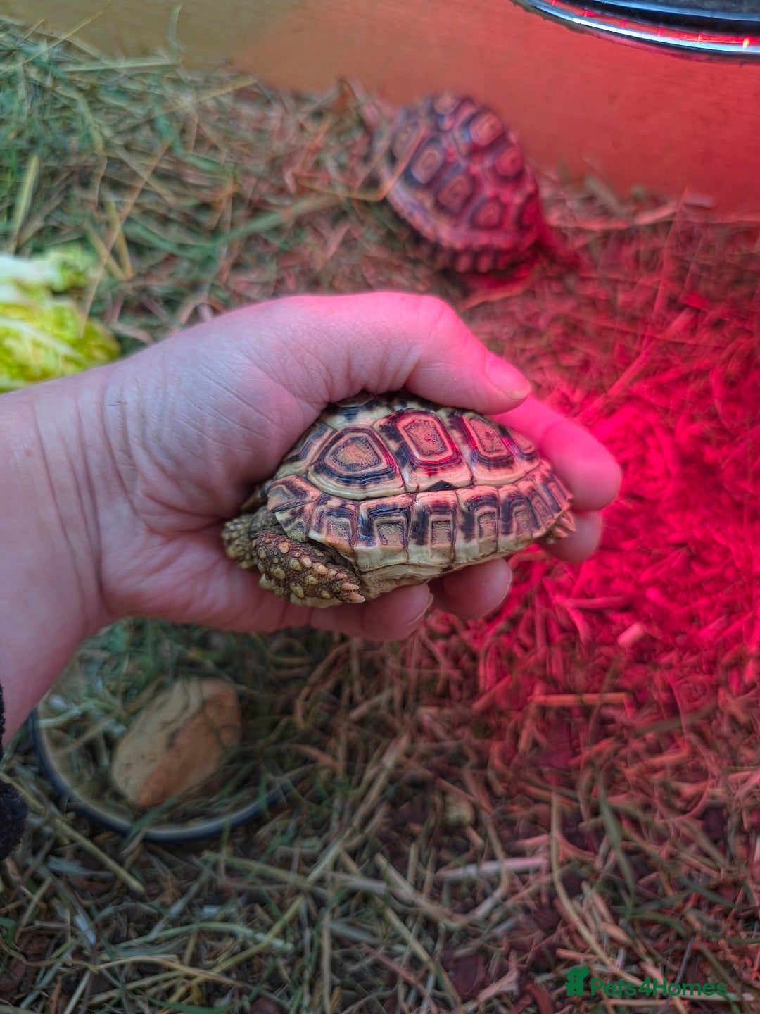 Tortoise reptiles for sale: Baby Leopard Tortoises - Advert 7