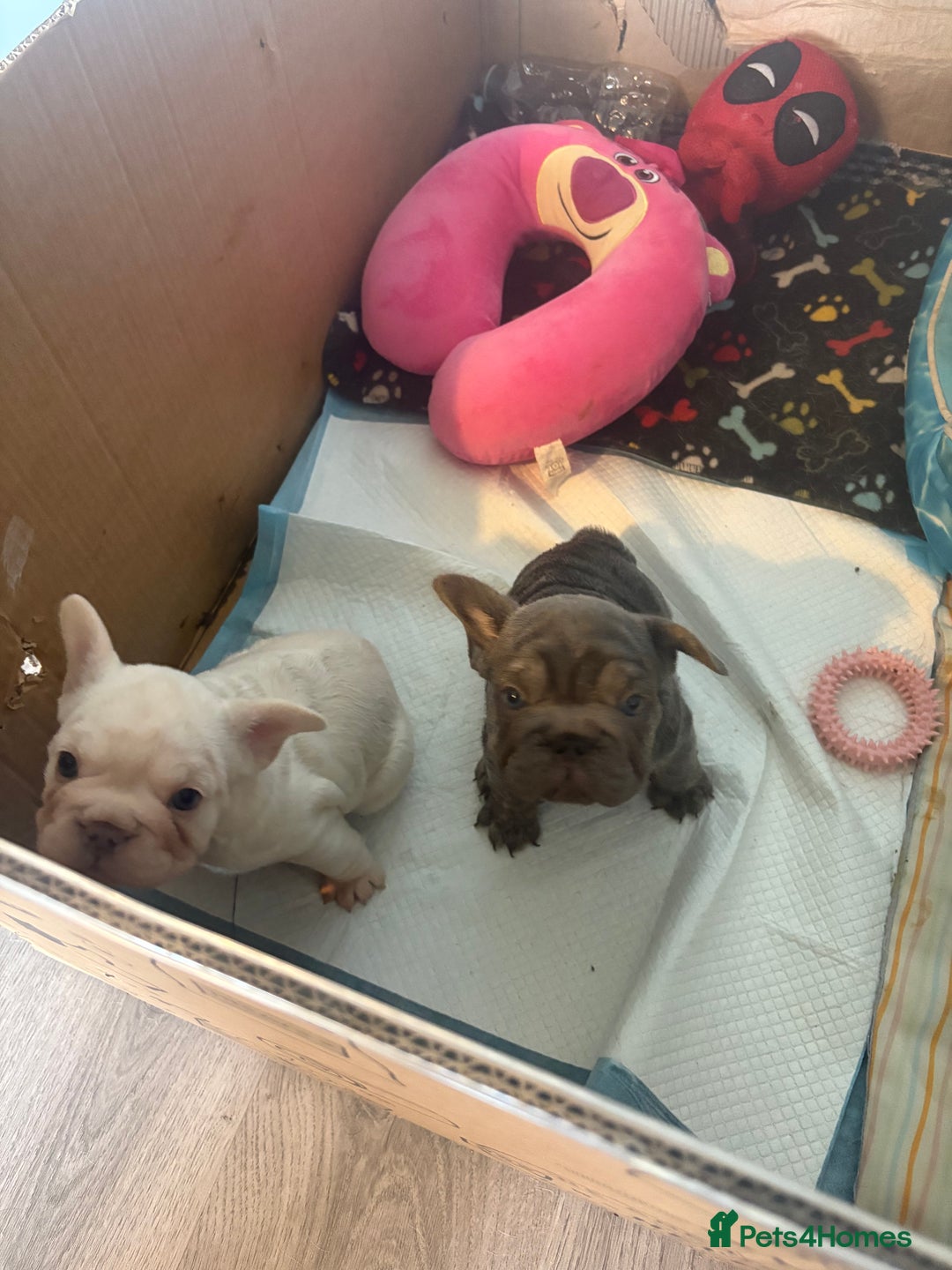French Bulldog dogs for sale: Two French bulldogs  ** s - Image 3
