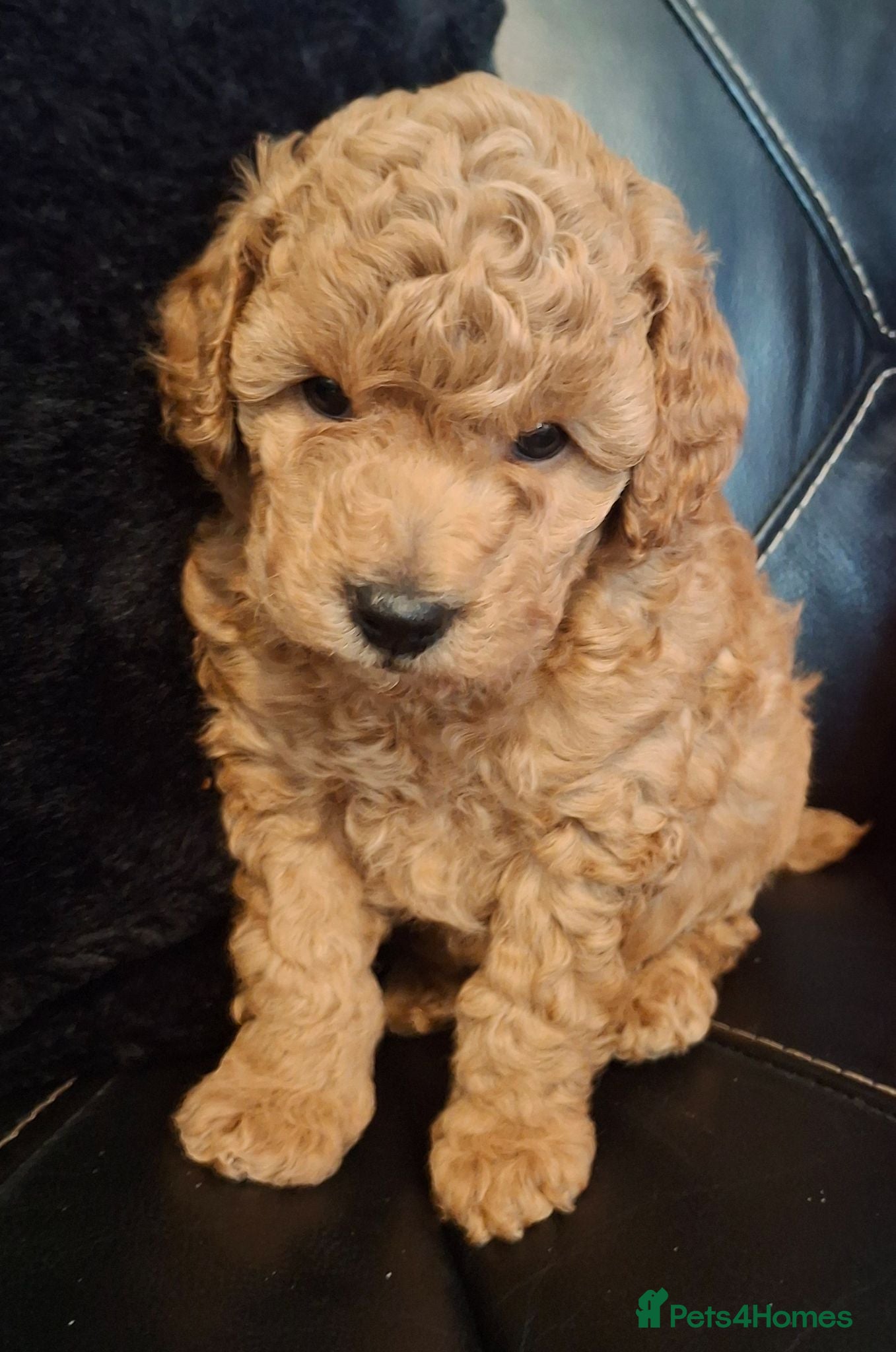 Toy Poodle dogs Toy poodle puppies  - Advert 10