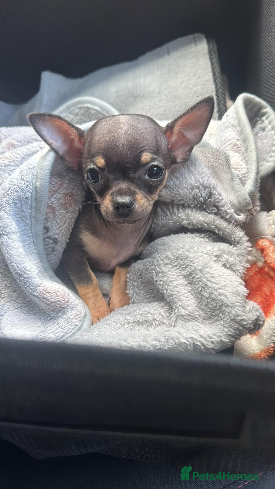Chihuahua dogs Tiny stunning chihuahua puppies - Advert 1